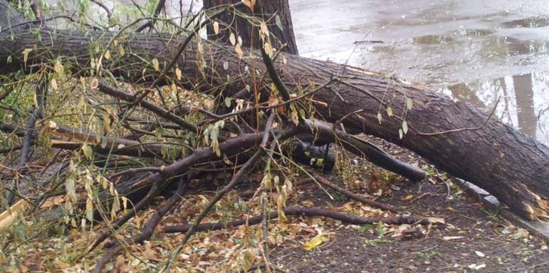 Силен вятър събори дървета и клони в столицата